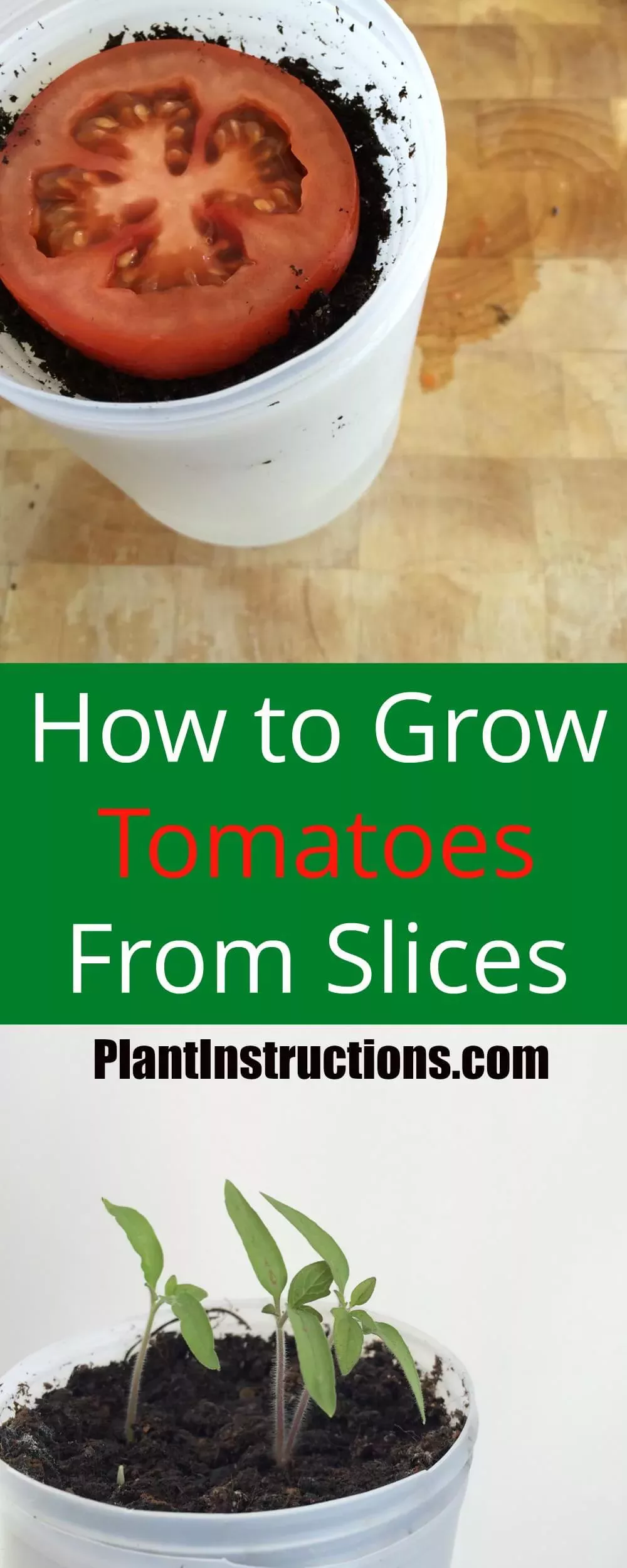 Fanciful How To Grow Tomatoes At Home From Seeds Fanciful How To Grow Tomatoes At Home From Seeds