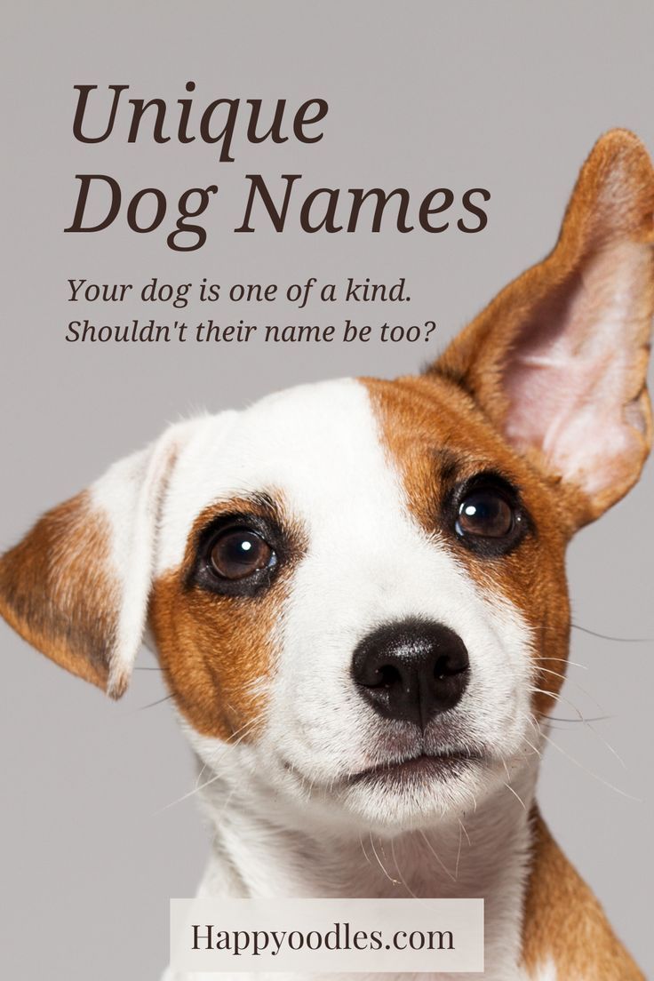 Unique Dog Names 325 Unique Names For Your Dog Artofit browse-our-1-000-male-dog-names-to-find-the-perfect-name-for-your-new