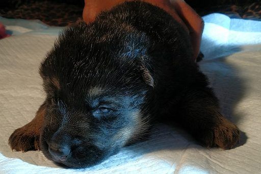 German Shepherd Dog Puppy For Sale In Warren Ma Adn 24040 On