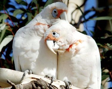 What Do Parrots Find Sexy?