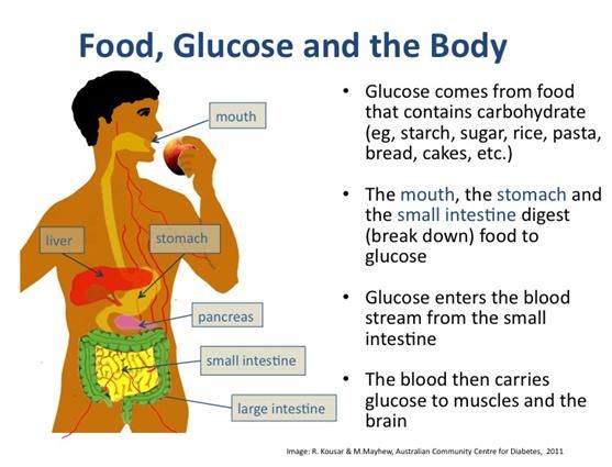 Food Glucose And The Body Diabetes Education Diabetes Care Diabetes food-glucose-and-the-body-diabetes-education-diabetes-care-diabetes