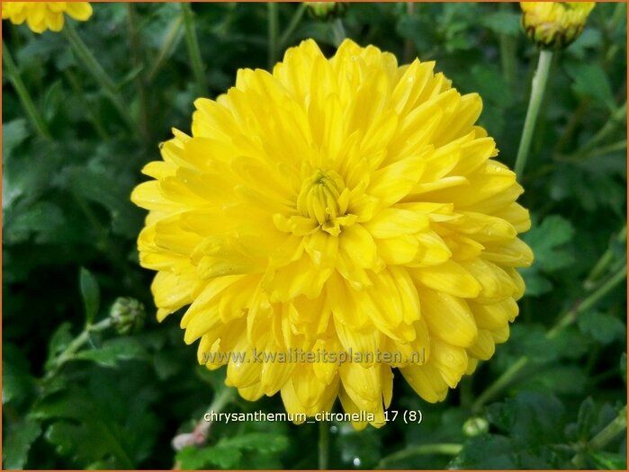 Citronella, Chrysanthemum, Pandan, Plants, Plant, Lemon Grass, Planets, Chrysanthemum Morifolium