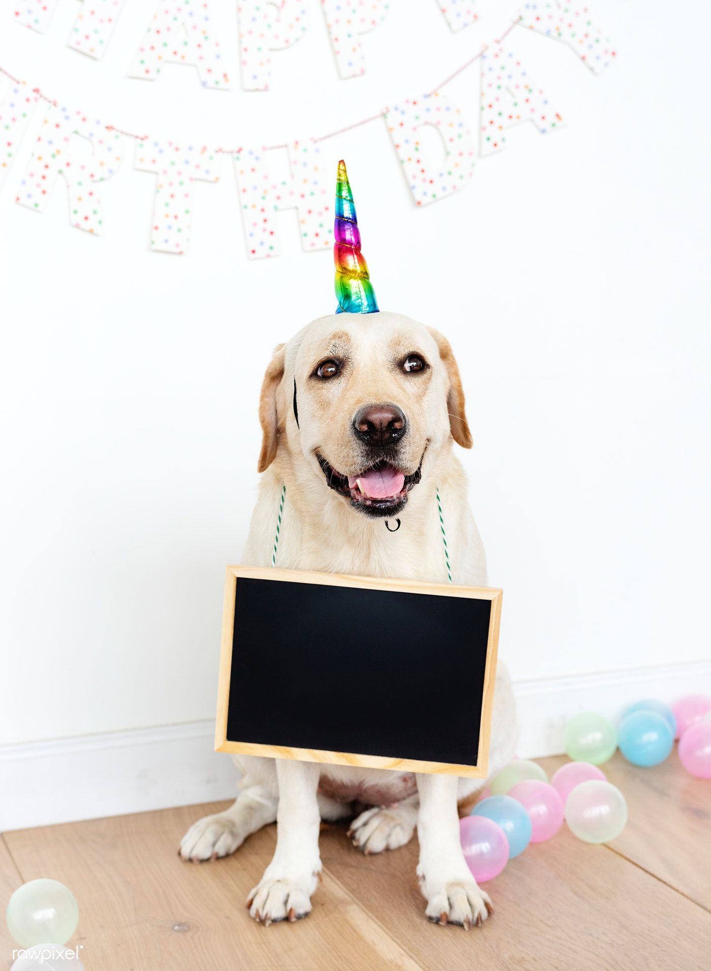 Cute Labrador Retriever With A Unicorn Hat Free Image By