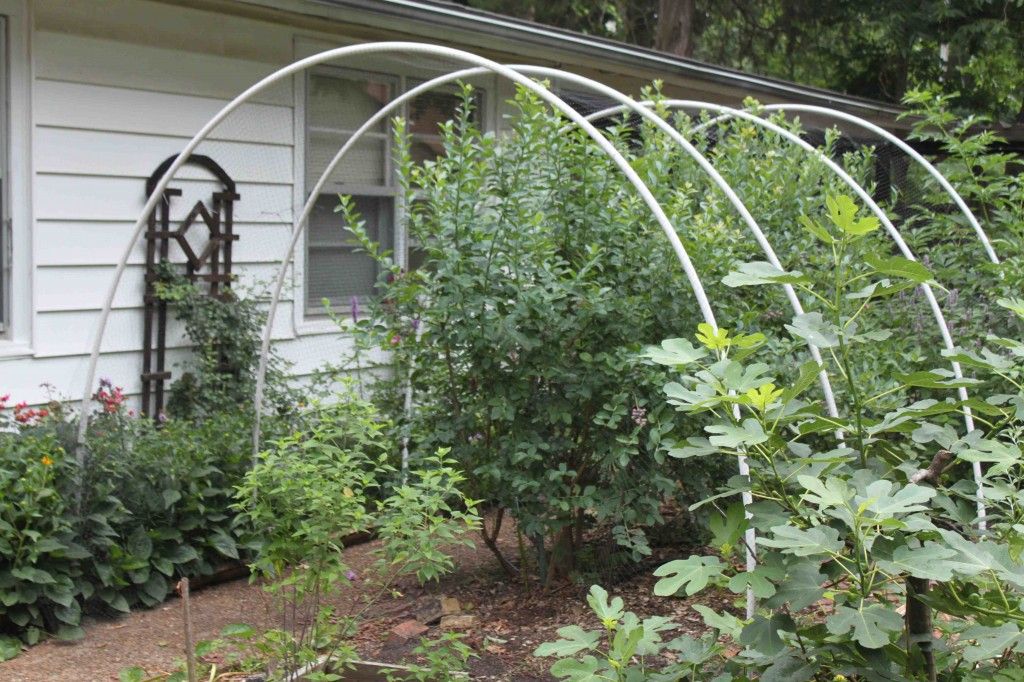 Easy Blueberry Bush Bird Protection Garden Pinterest Easy Blueberry Bush Bird Protection