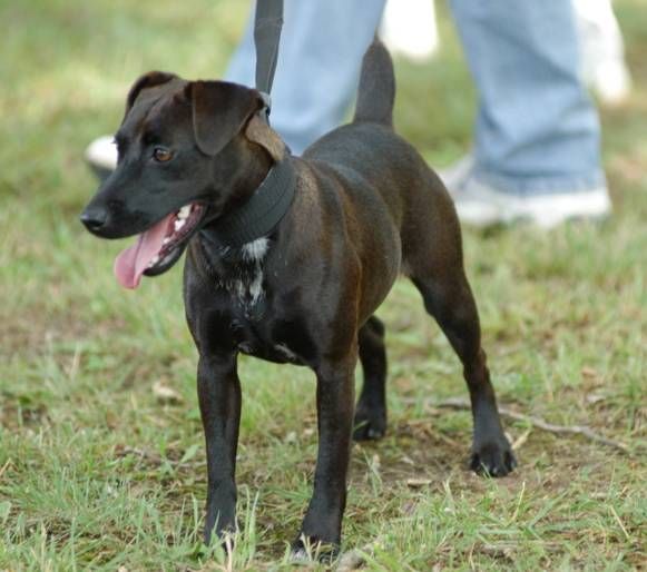 patterdale terrier is one of the most lively inquisitive and affectionate terrier breed of dogs patterdale terrier terrier breeds terrier