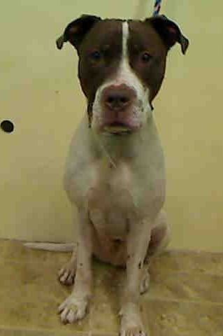 Pin Auf Rescued