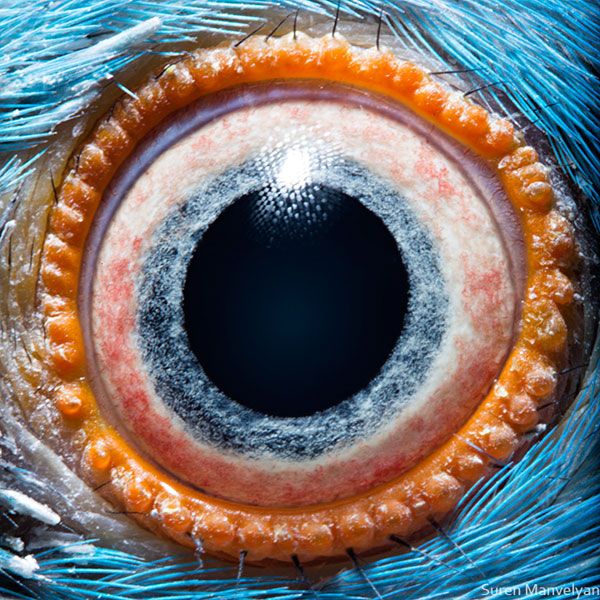 Parrot Eye Close Up Eye Drawing Extreme Close Up Parrot Eye Close Up Eye Drawing Extreme Close Up