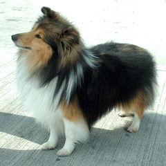 Sheltie Nation Largest Community Of Sheltie Lovers On The Net Sheltie Puppy Dapper Dogs Sheltie