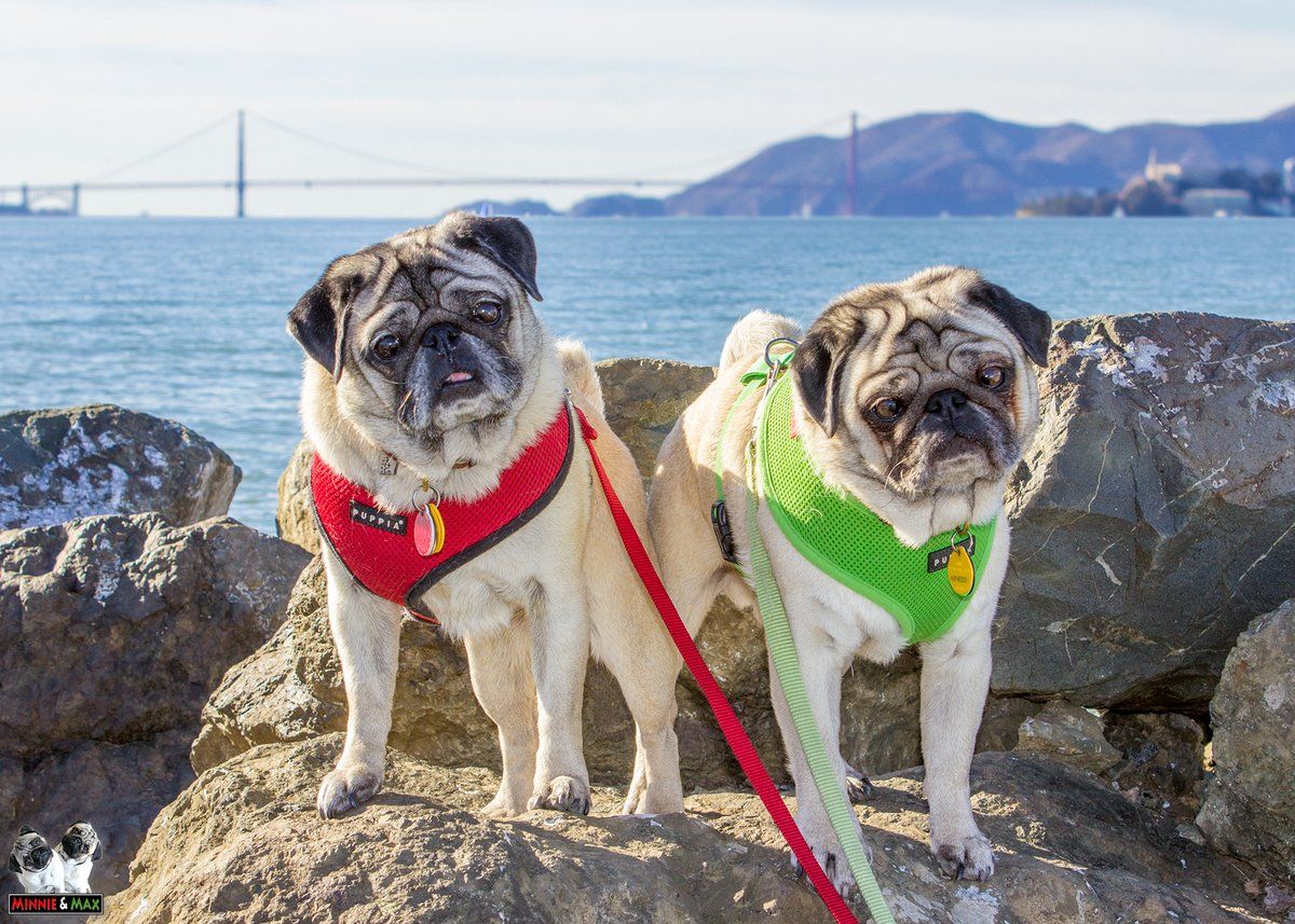 Minnie Max The Pugs On Pugs Pug Rescue Animals