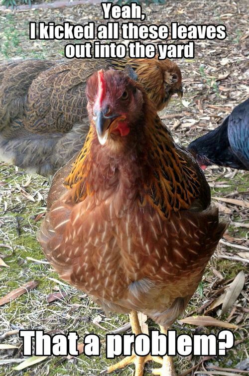 Yep So Our Girls Funny Chicken Memes Funny Chicken