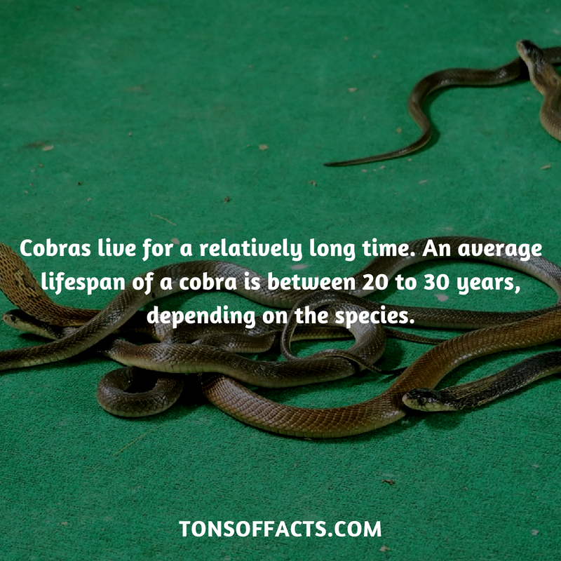 They Live For A Relatively Long Time An Average Lifespan Of A Cobra Is they-live-for-a-relatively-long-time-an-average-lifespan-of-a-cobra-is