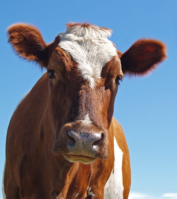 12 breeds that make great house cows