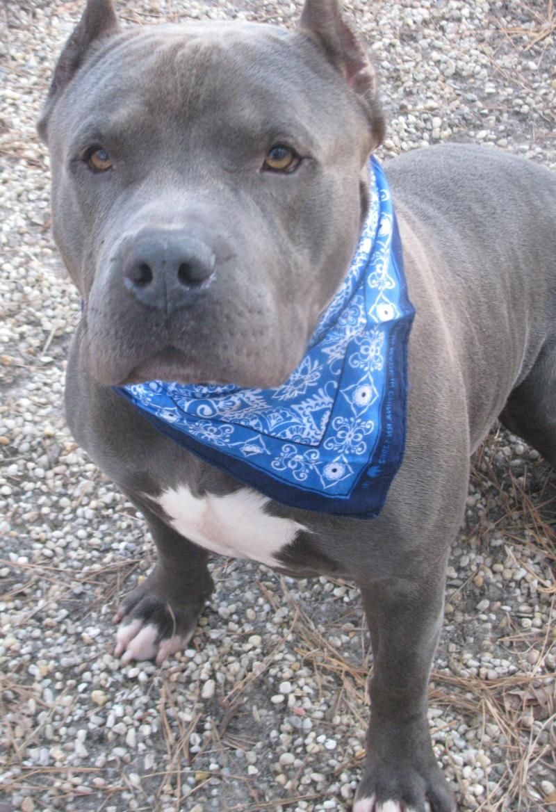 Adopt Blue On Adoptable Pets Pitbulls Pitbull Terrier Dogs