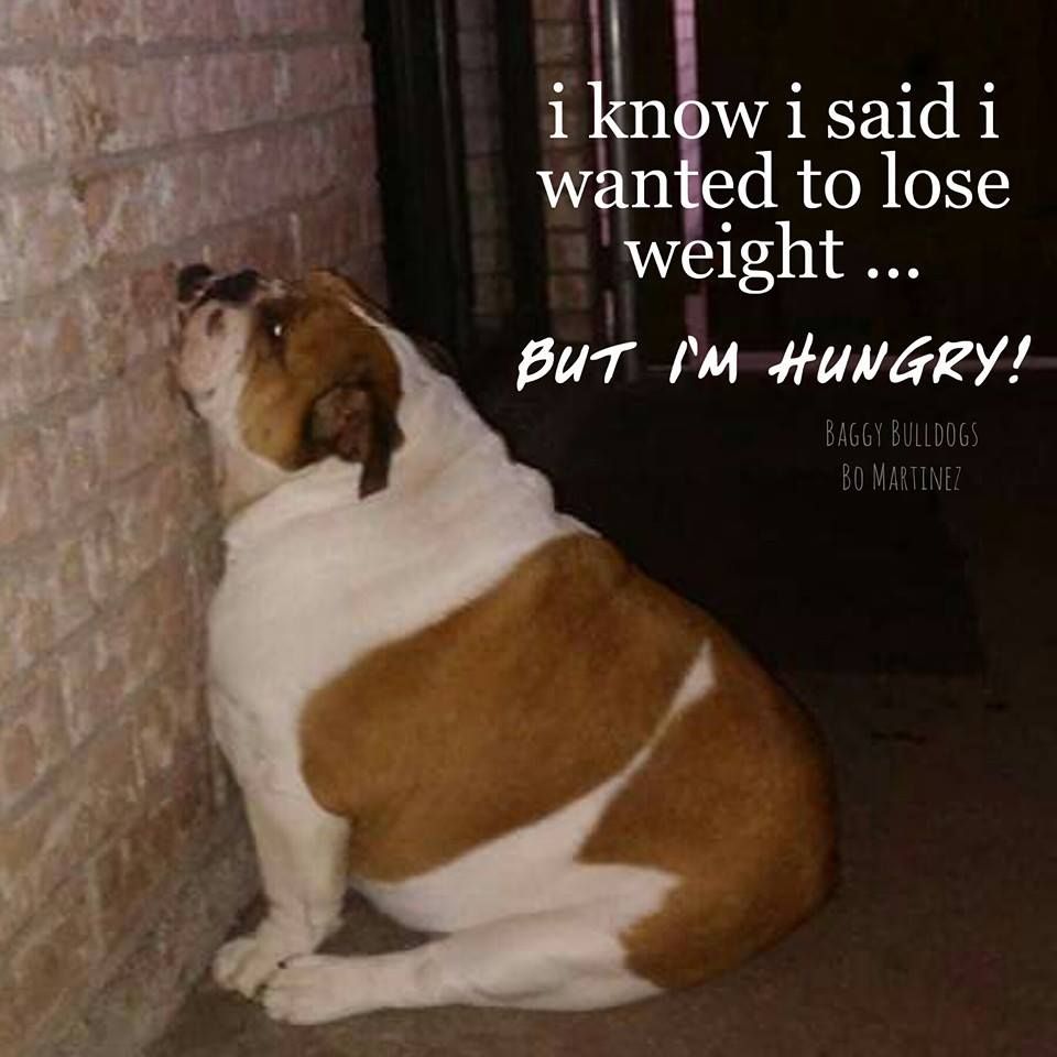 Baggy Bulldogs Cute Dogs Dogs Bulldog Puppies