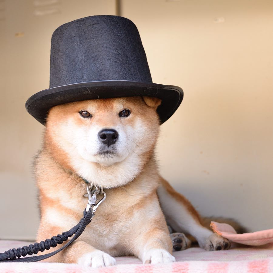 Shiba Dog Animal Cute Humorous Shiba Dog Animal Cute Humorous