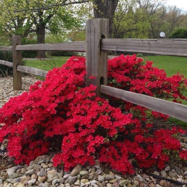 Pin on Landscaper, Succulants, Xeriscape