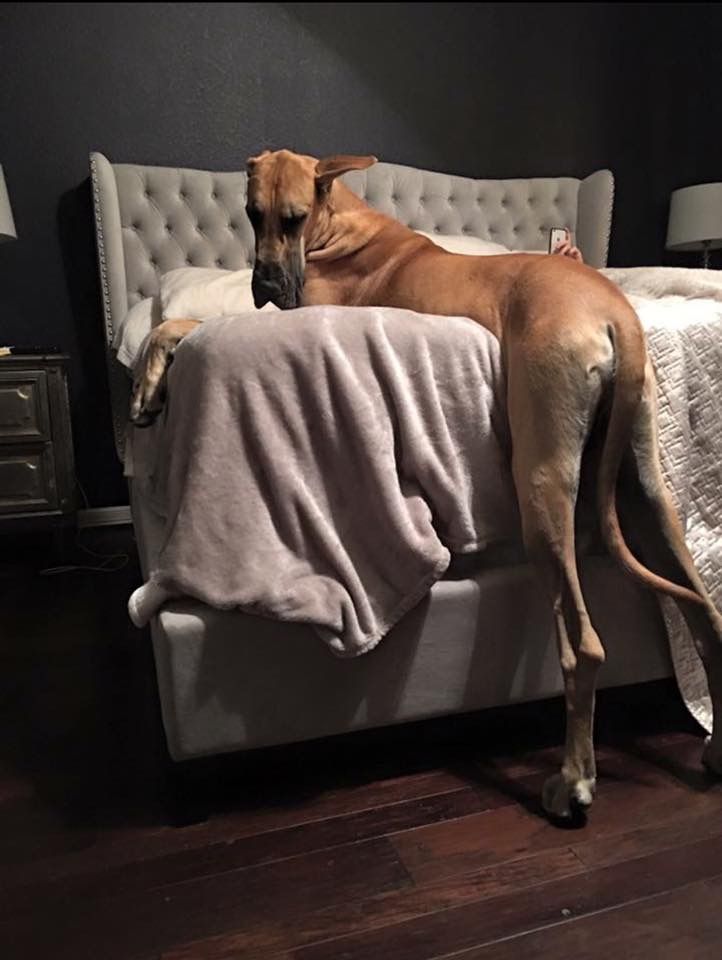 Great Dane Patient And Friendly Great Dane Dogs