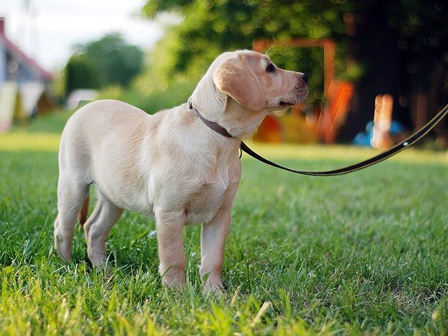 15 Uses For Walking Without Pulling A K A Loose Leash Walking