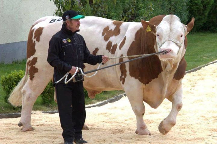Pin on Sapi