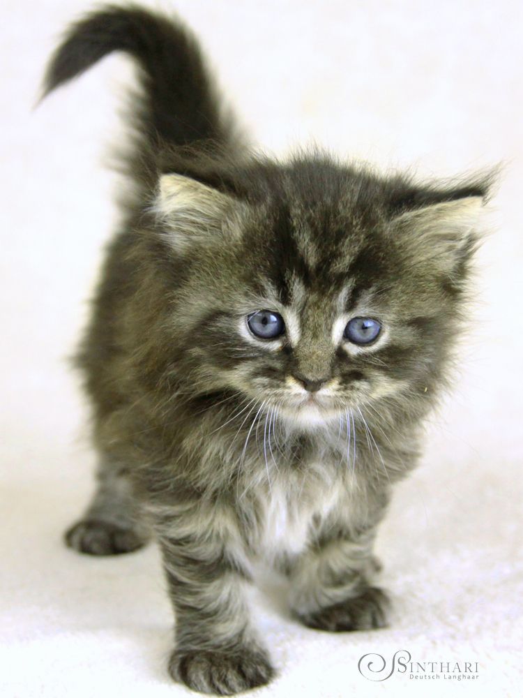 Katze Langhaar Katze Langhaar