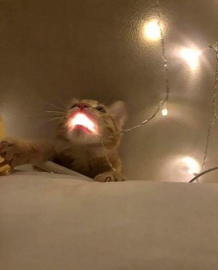 People Are Posting Pics Of Animals With Threatening Auras, And Here Are 45 Of The Best Ones Cute Little Animals, Cute Funny Animals, Silly Cats, Funny Cats, Baby Cats, Cats And Kittens, Cat Aesthetic, Pretty Cats, Beautiful Cats