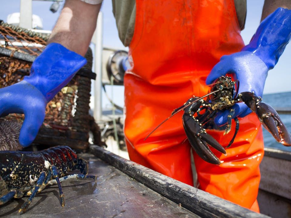 Lobster Fisherman Lobster Boat Lobster Fishing Maine Lobster lobster-fisherman-lobster-boat-lobster-fishing-maine-lobster