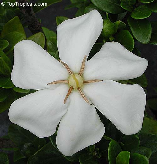3459 Gardenia Duruma Seeds Tropical The Sweet Fragrance Of