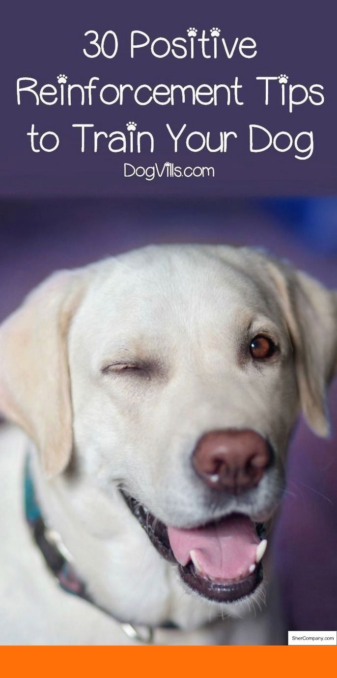 How To Get Your Puppy To Stop Biting His Leash and How To ...