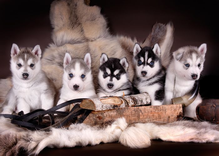 Resultado de imagen para husky siberianos imagen alta resolucion
