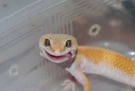 ドラゴン 正面顔 の画像検索結果 ドラゴン 顔 ドラゴン 正面顔 の画像検索結果 ドラゴン 顔