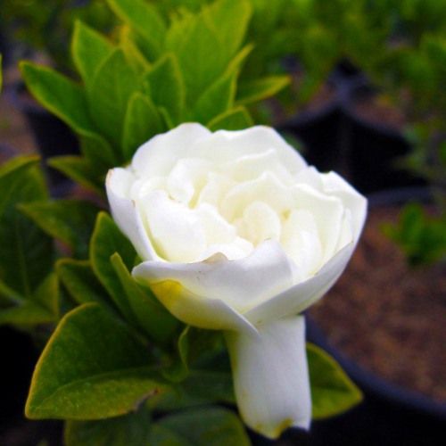 Everblooming Gardenia (Gardenia jasminoides Veitchii