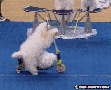 GIF87a Funny animals, Crazy dog, Funny dogs