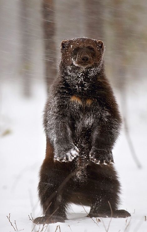 Wolverine. Visit Facebook: "Animals are Awesome". Animals, Wildlife