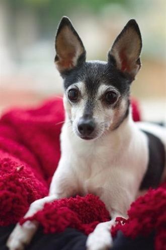 Toy Fox Terrier Origin United States Colors Tri Colour White