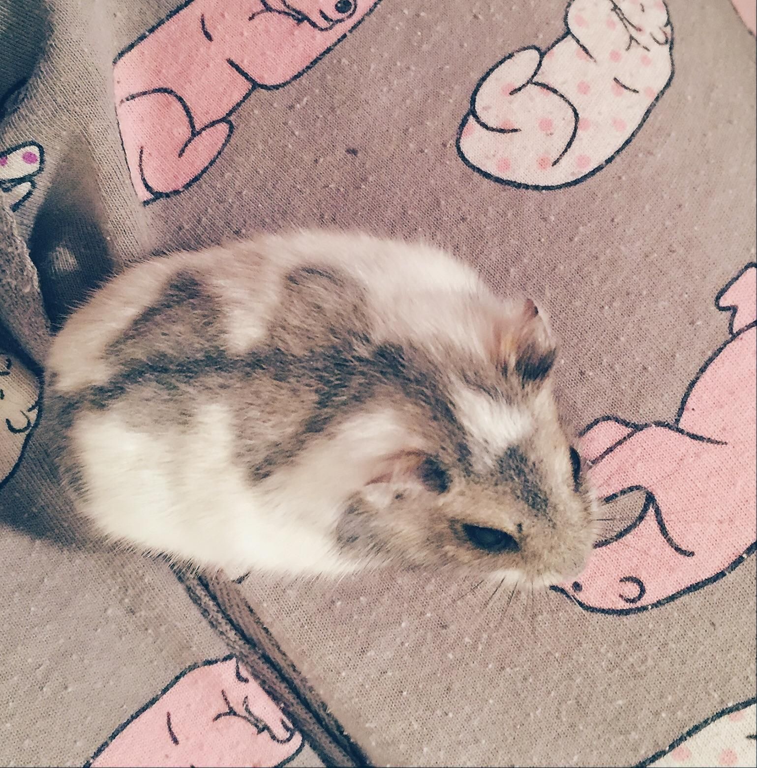 Illuminati Hamster Aww Cutehamsters Hamster Hamstersofpinterest Boopthesnoot Cuddle Fluffy Animals Aww Socute Derp Cute Bestfriend Itss ハムスター ネズミ Illuminati Hamster Aww Cutehamsters Hamster Hamstersofpinterest Boopthesnoot Cuddle Fluffy Animals Aww Socute Derp Cute Bestfriend Itss ハムスター ネズミ
