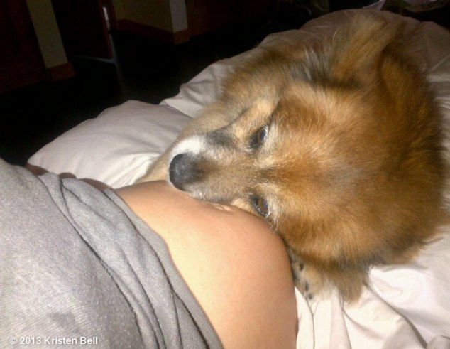 Pregnant Kristen Bell S Fur Baby Nuzzles Her Bare Bump In Bed