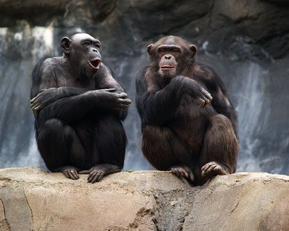 La Zoo Los Angeles Zoo Zoo Bonobos