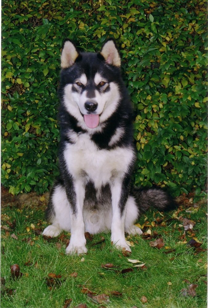 Malamute dog 