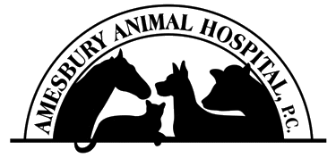 amesbury animal hospital staff