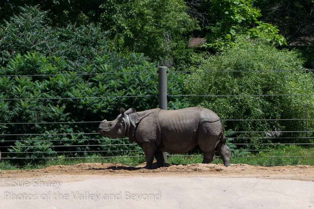 Single horned rhino wikipedia