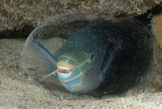 Image result for Sea creature using cocoon