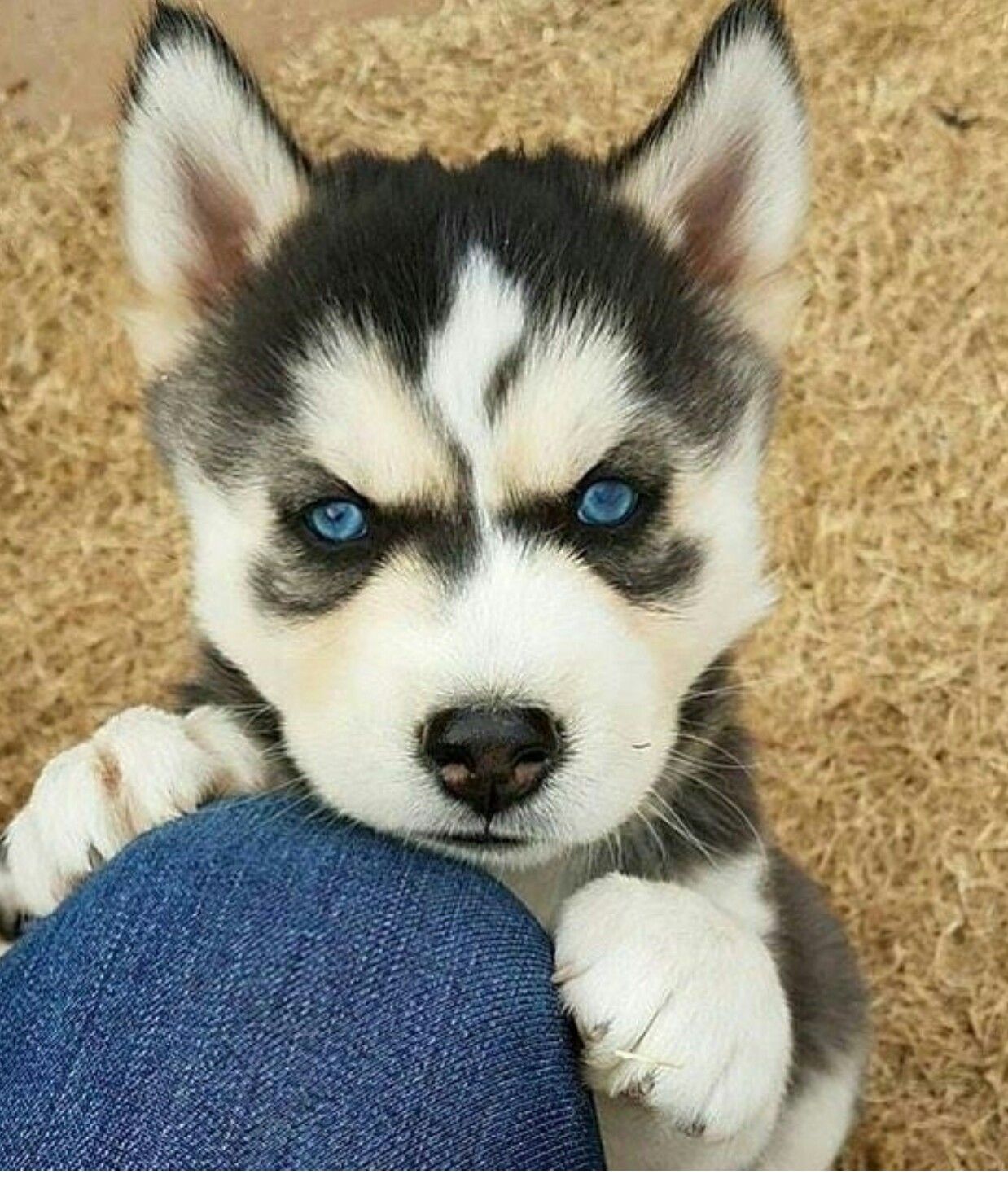 Husky Baby シベリアンハスキー 犬 可愛い Husky Baby シベリアンハスキー 犬 可愛い