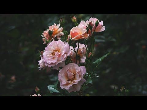 soft non copyright music soft non copyright music