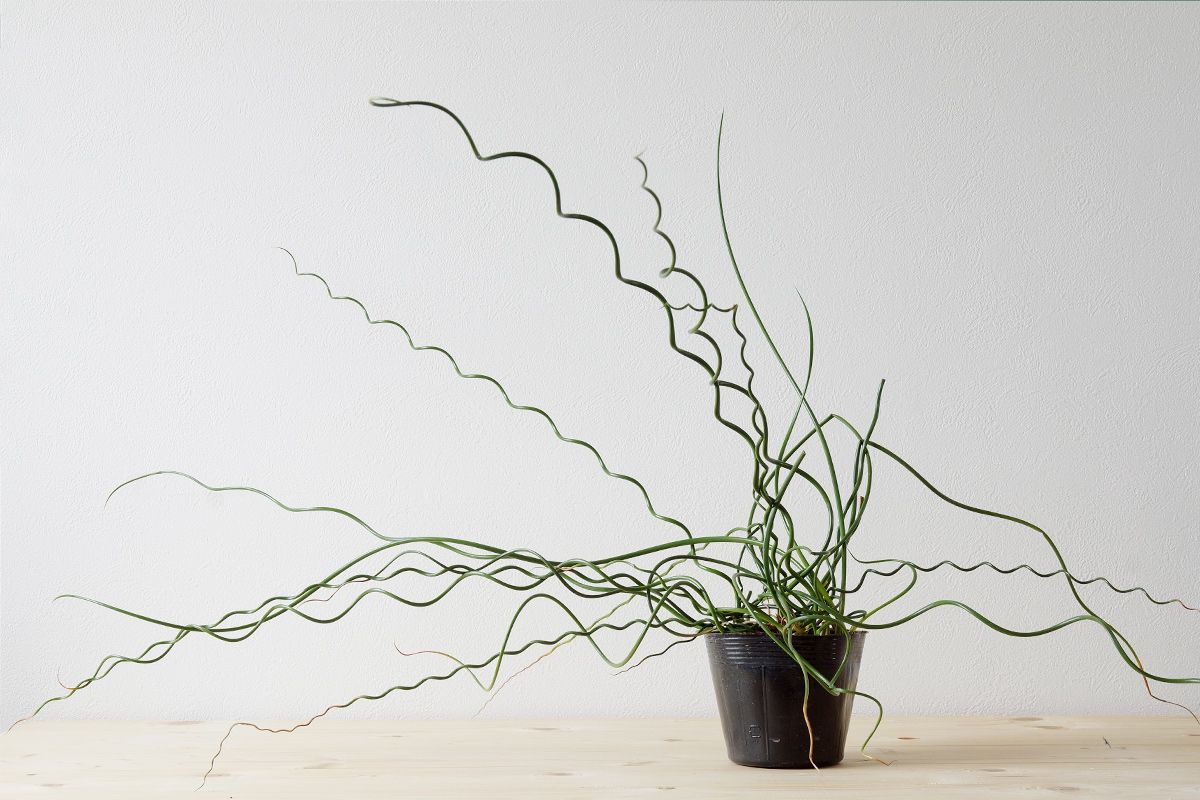 一目瞭然のインパクトのある葉のラセンイ Uchi De Green 観葉植物 園芸 葉