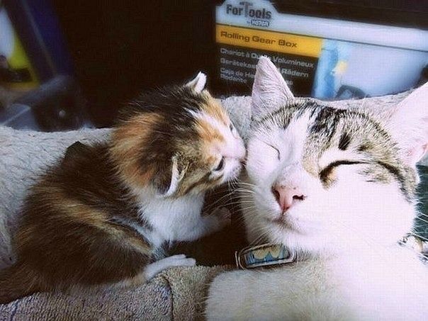 猫の親子 17 ねこlatte ねこ 猫 動物 猫の親子 17 ねこlatte ねこ 猫 動物