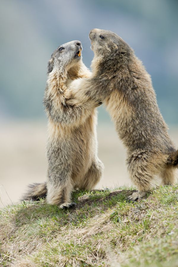 Marmot Day Happy Groundhog Day Animals Polar Animals