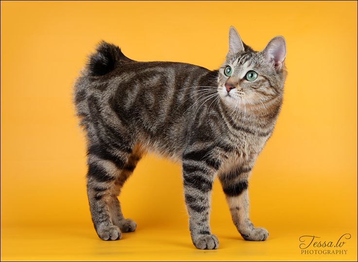 long haired kittens for sale craigslist