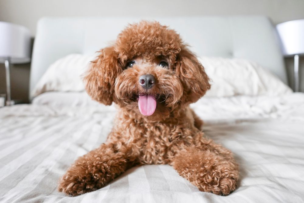 9 Of The Easiest Dogs To Add To Your Family Poodle Dog Breeds