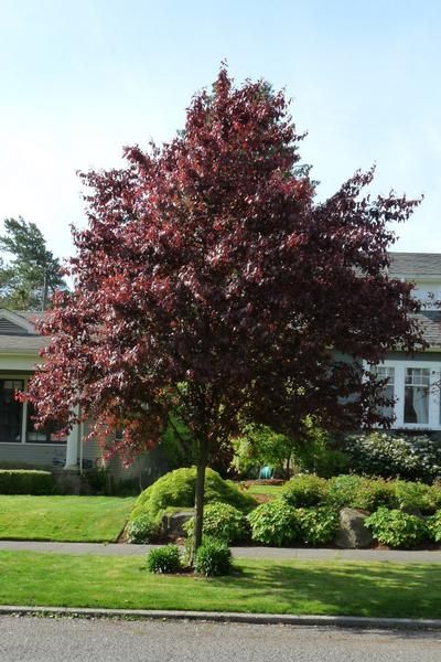 Thundercloud plum tree