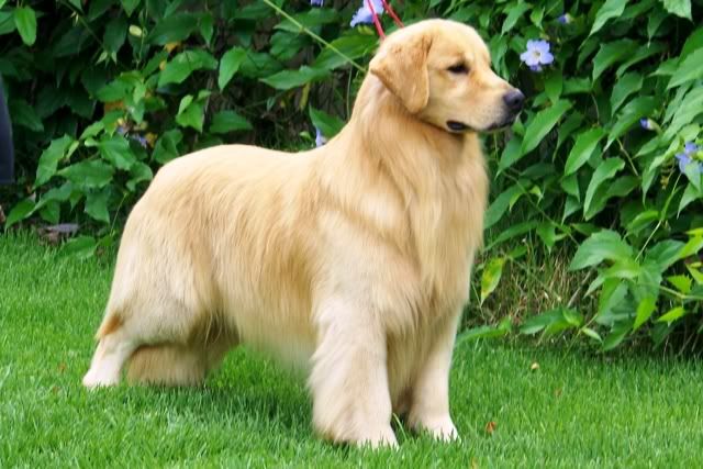 Pedigree Mexch Brch Don Pascual Peterson Retriever Puppy Golden Retriever Retriever
